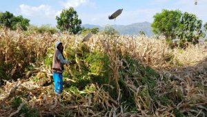 Kasus Jagung Bima Jadi Sorotan Starnas PK, Kejati Bilang Masih Ditangani APIP