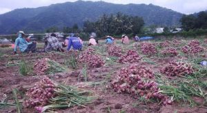 Polda NTB Pastikan Penyelidikan Kasus Bawang Merah Bima Berlanjut