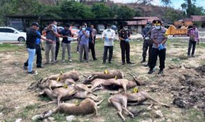 Polisi Tetapkan Tersangka Penyelundupan Rusa di Bima