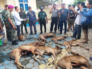 TNI Angkatan Laut Gagalkan Penyelundupan Rusa di Bima