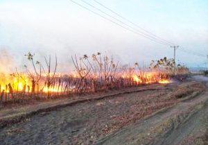 Ratusan Hektar Lahan Tebu di Tambora Terbakar, PT SMS Rugi Puluhan Miliar