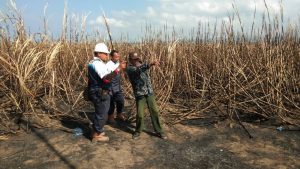 PT. SMS Rugi Rp 10 Miliar Akibat Kebakaran Lahan Bibit Tebu