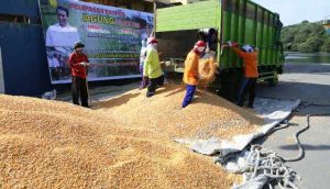 Kejaksaan Agung Selidiki Pengadaan Benih Jagung Rp 170 Miliar di NTB