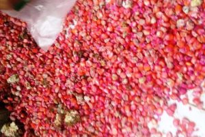 Temuan TP4D, Ratusan Ton Bibit Jagung Bantuan 2019 Diduga Bermasalah