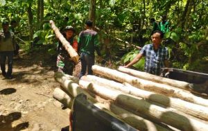 TNI, Polri dan KPH Batu Lante Amankan Lima Kubik Kayu Tak Bertuan di Hutan Semamung