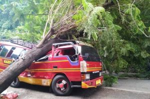 Pohon Tumbang Timpa Bus Rombongan Wisuda dari Lotim
