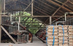 Kebutuhan Telur di NTB 1,3 Juta Butir, Ini Peluang Peternak Ayam Petelur Panen Duit
