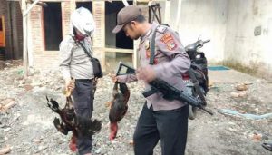 Bukannya Rayakan Lebaran malah Asyik Judi, Polisi Gerebek Sabung Ayam di Bima