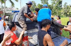 Alat Berat Proyek Jalan di Lotim Jatuh ke Sawah, Pekerja Alami Luka
