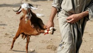 Dua Pemuda Soneo Dompu Ditangkap Polisi Saat Jual Kambing Curian