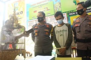 Maling serakah, usai curi mesin pompa air, curi lagi burung kecial, pemuda di NTB ditangkap polisi
