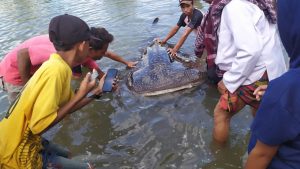 Hiu Paus berukuran 5 meter terdampar di hutan Mangrove Cendi Manik Lombok Barat