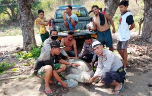 Penyu seberat 500 kilogram terdampar di pesisir laut Soromandi Bima