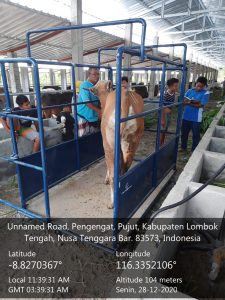 Kementan RI Jamin Sapi yang Diterima Kelompok Ternak Berspesifikasi Baik
