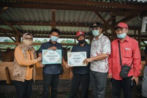 Gubernur Serahkan 200 Sapi untuk Mendukung Food Estate di Labangka