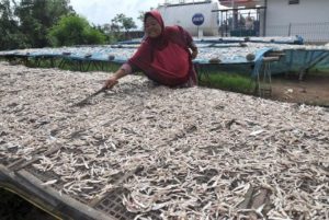 Kejati NTB tetap pantau penanganan kasus ikan teri JPS Gemilang di Inspektorat NTB