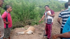 Komplotan pencuri sapi di Ambalawi Bima dibekuk, dua pelaku masih berstatus pelajar