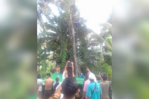 Panjat pohon kelapa, pria di Lombok Barat tersengat listrik dan alami luka bakar