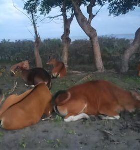 Sapi 92 ekor diduga selundupan dari NTT kembali diamankan polisi di Wera