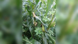 Hama tikus gerogoti tanaman jagung petani Soromandi Bima