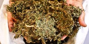 Dirumahkan akibat covid-19, satpam sekolah di NTB beralih jualan ganja