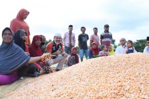 Kabar Gembira untuk Petani, Harga Jagung di Dompu Masih Tinggi