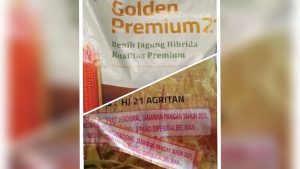 Petani di Bima Keluhkan Benih Jagung Bantuan: Tak Sesuai Usulan dan Diduga Kedaluwarsa!