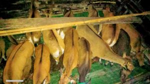 Selundupkan Sapi Ilegal dari NTT, Kapal Lewa Mori Indah Ditangkap di Teluk Bima