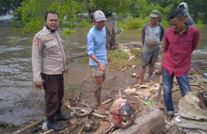 Paus Ditemukan Mati di Soromandi Bima, Ada Bekas Luka Tusuk di Bagian Ekor
