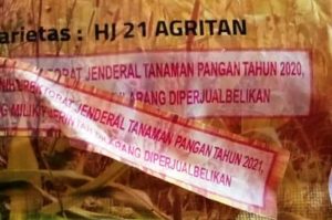 Kejati NTB Tunggu Laporan untuk Usut Pengadaan Benih Jagung Diduga Kedaluwarsa