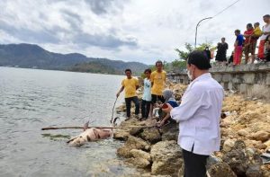 Bangkai Paus Kembali Ditemukan Terdampar di Teluk Bima
