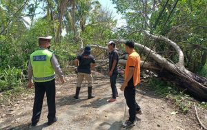 Pohon Tumbang Timpa Kabel Listrik dan Telkom di Tanjung Lombok Utara