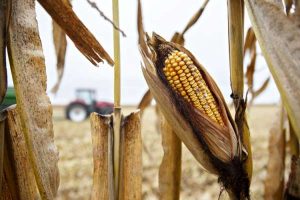 Takut Hasil Panen Menurun, Petani Tak Berani Tanam Benih Jagung Bantuan Pemerintah