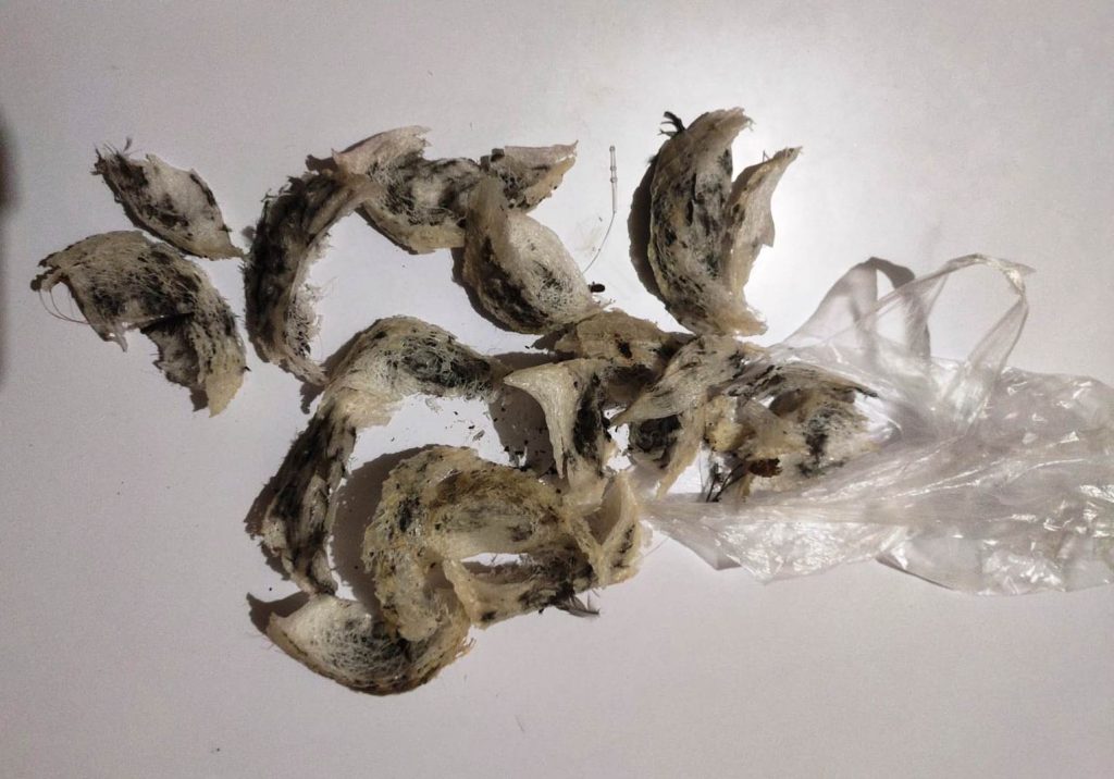 Hendak Jual Sarang Burung Walet Curiannya, Dua Pria Ini Keburu Dibekuk Polisi