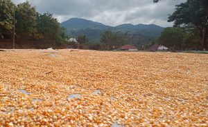 Sumbawa, Bima, Dompu Jadi Daerah Penghasil Jagung Terbesar di Indonesia, tapi Harganya ’Kurang Ajar’