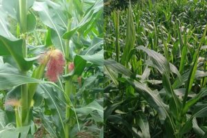 Hujan Tak Kunjung Turun, Petani Jagung di Bima Mulai Galau