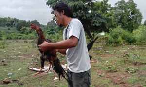 Polisi Gerebek Judi Sabung Ayam di Punti Soromandi, Para Pelaku Lari Kocar Kacir