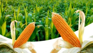 Harga Jagung di Bima Tembus Rp4.850 per Kg, Kementan: Harga yang Menguntungkan Petani