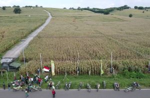 Lahan Sirkuit MXGP Masih Dihiasi Tanaman Jagung, Pemprov NTB Diminta Bantu Ganti Rugi Jagung Petani