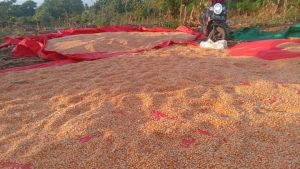 Pemprov NTB Usulkan Harga Jagung Rp 5 Ribu per Kg