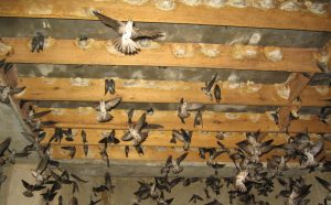 Pengusaha Sarang Burung Walet di Bima Menunggak Pajak Rp3,7 Miliar