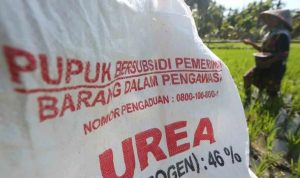 Jadi Tersangka Penyelewengan Pupuk Subsidi di Bima, Bos CV Rahmawati Terancam 6 Tahun Penjara
