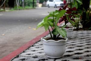 Pengadaan Pot Bunga, Pemkab Bima Gelontorkan Anggaran Rp200 Juta