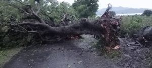 Hujan Deras, Pohon Tumbang Tutupi Jalan Lintas Bajo Donggo