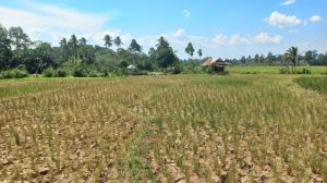 70 Hektare Lahan Pertanian Terdampak Kekeringan di Lombok Tengah