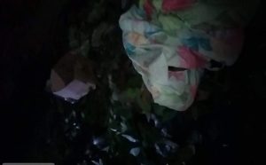 Viral! Gadis di Bima Dilamar dengan Mahar Rp 3 Miliar, Ternyata Isinya Dedaunan