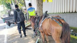Pikap ’Adu Jangkrik’ dengan Cidomo di Jalan Raya Senggigi, Sopir dan Kusir Luka-luka