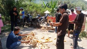 Protes Harga Jagung Anjlok, Warga Bima Tutup Jalan