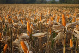 Kabar Gembira untuk Petani, Pemerintah Naikkan Harga Jagung Jadi Rp 5.500