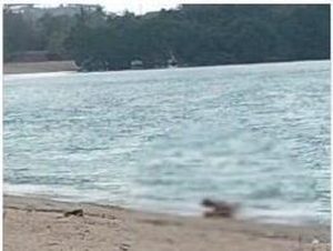 Viral! Bule Berhubungan Badan di Pantai Kuta Mandalika Lombok, Polisi Turun Selidiki